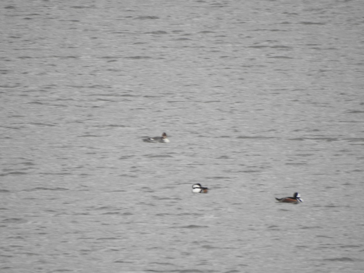 Common Merganser - ML646754881