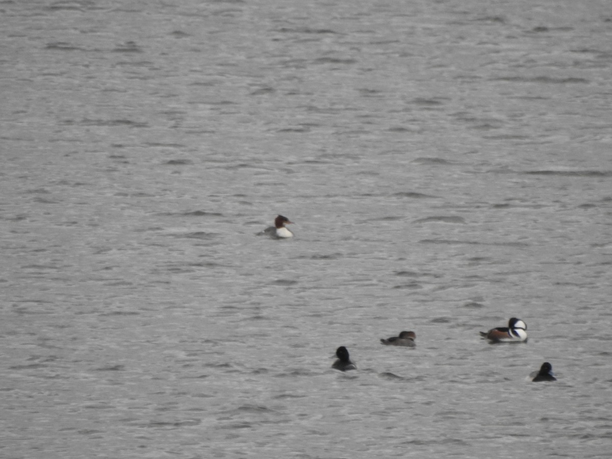Common Merganser - ML646754882