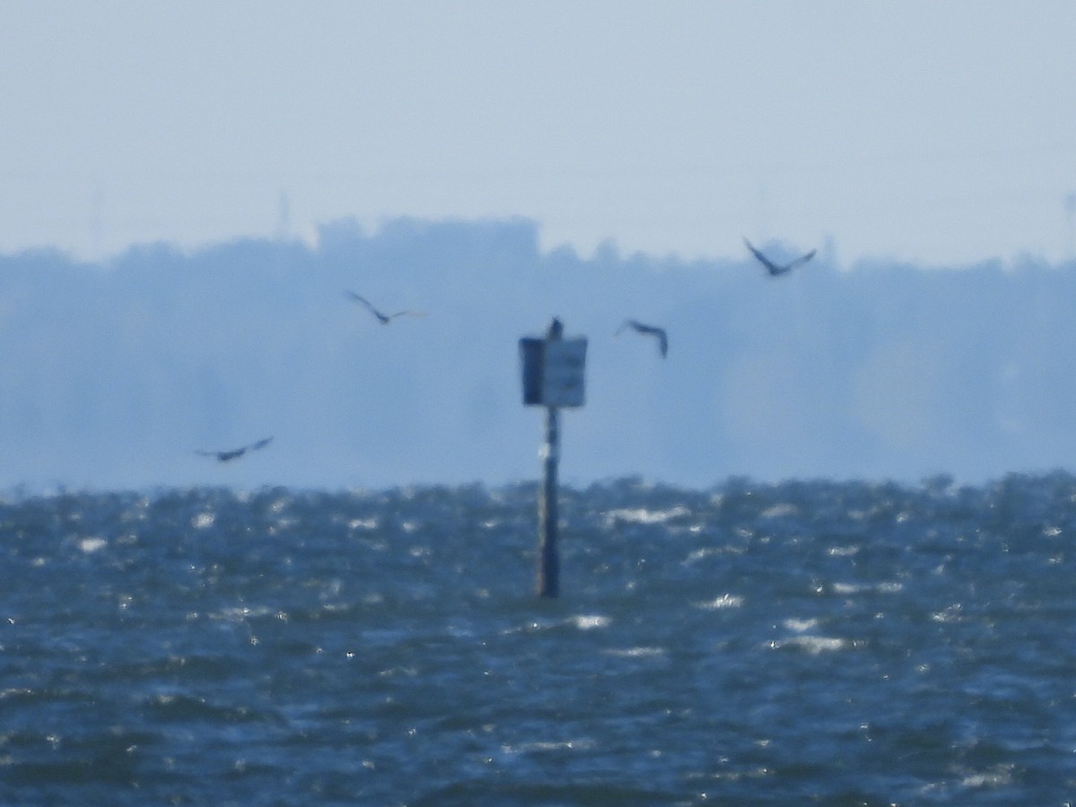 Brown Booby - ML646754883