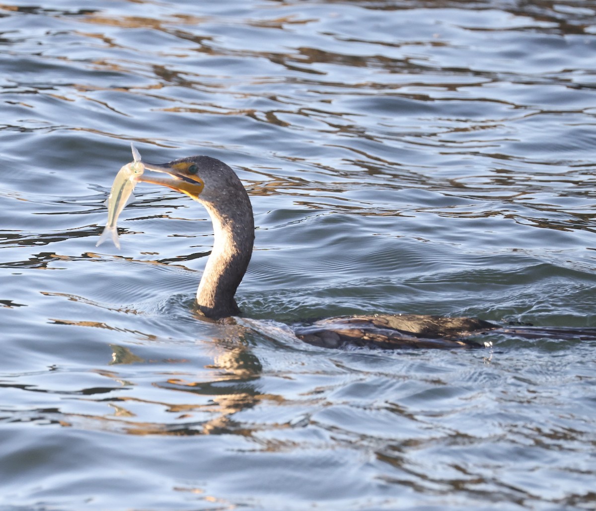 totoppskarv - ML646754885