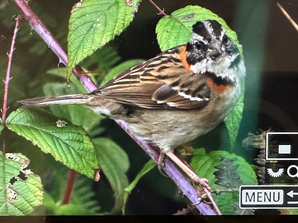 Bruant chingolo - ML646754888