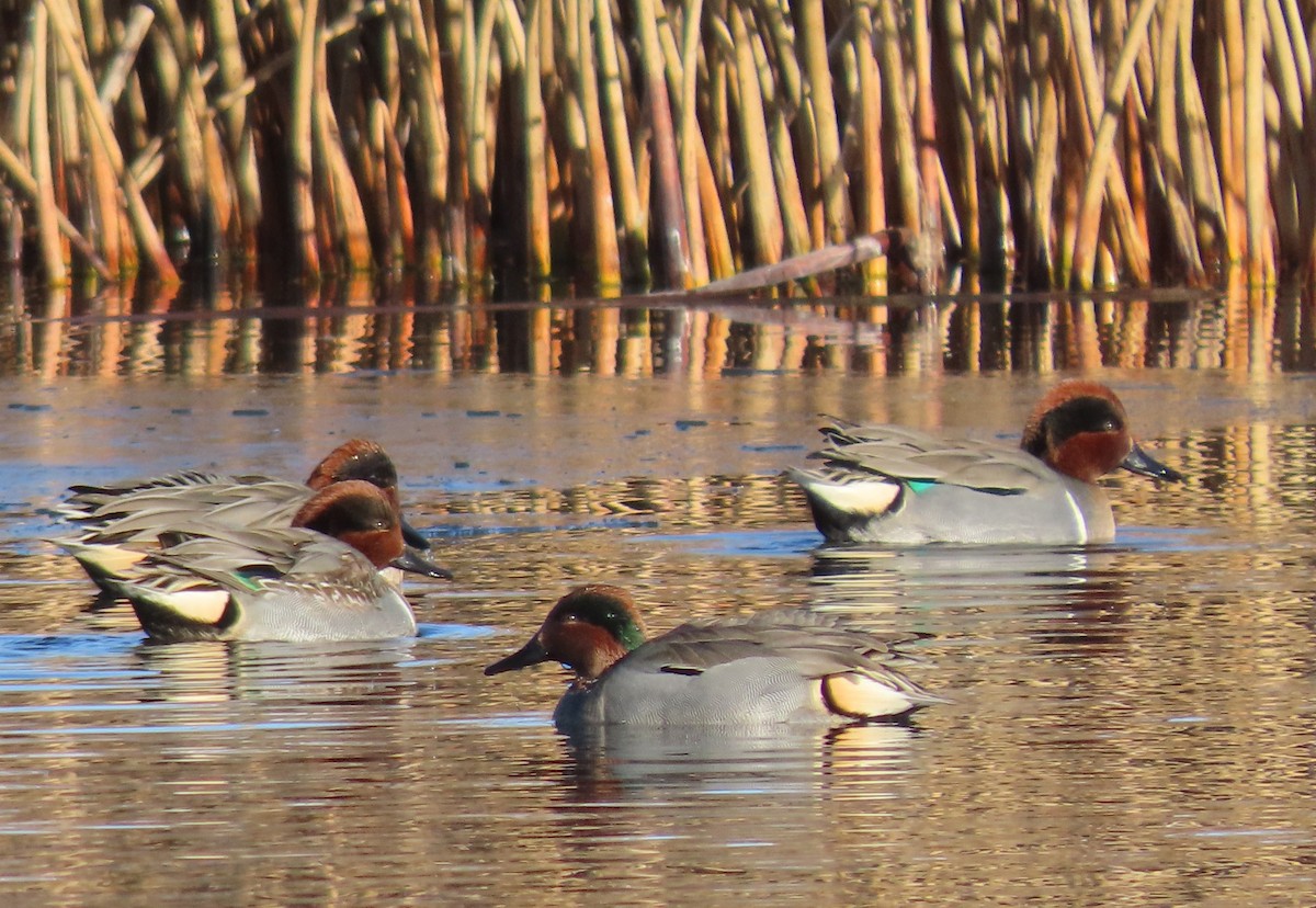 Green-winged Teal - ML646754889