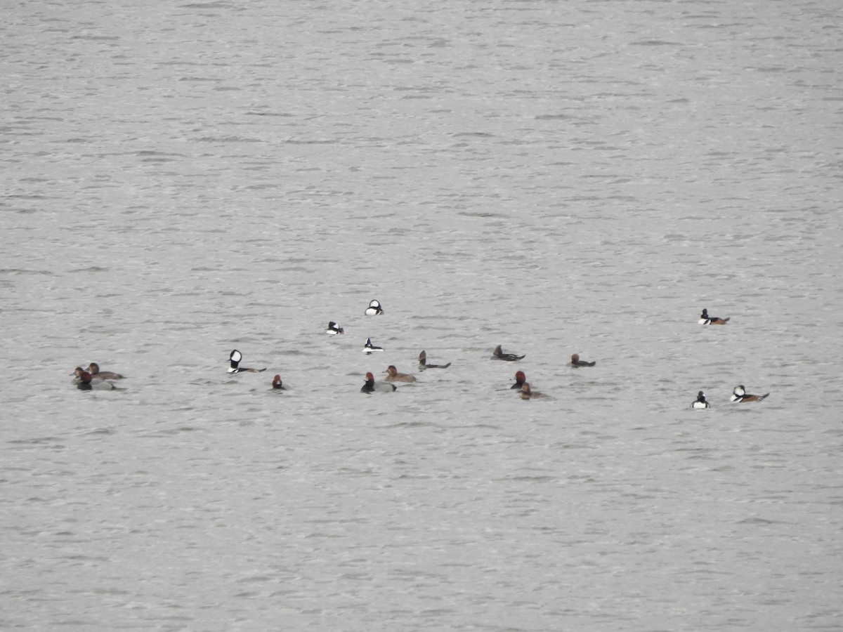 Hooded Merganser - ML646754891