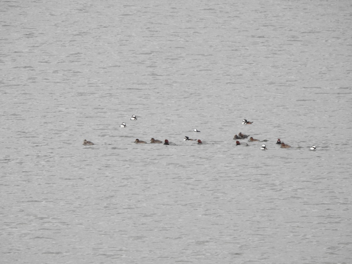 Hooded Merganser - ML646754892