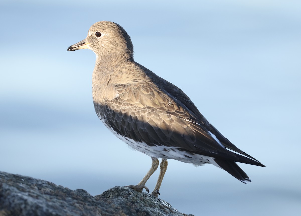 Surfbird - ML646754893