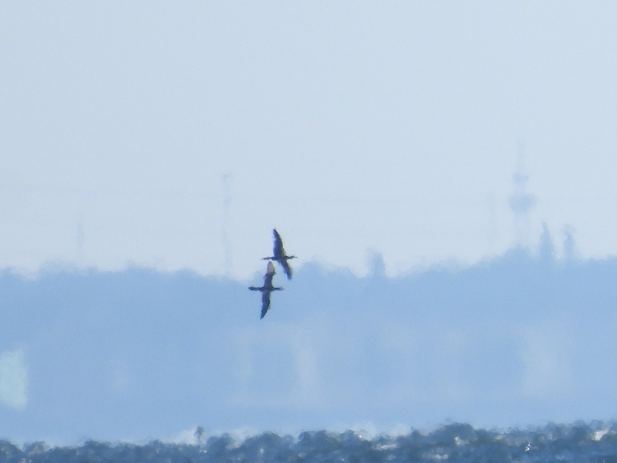 Brown Booby - ML646754895