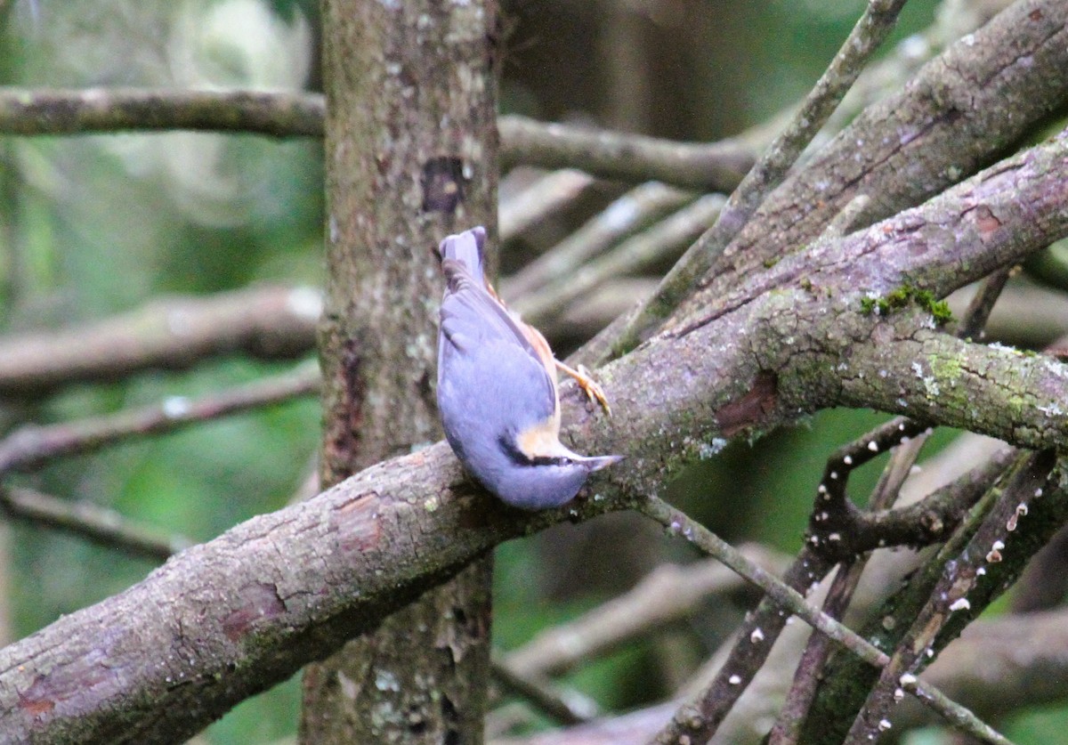 Garrapo eurasiarra - ML646754896