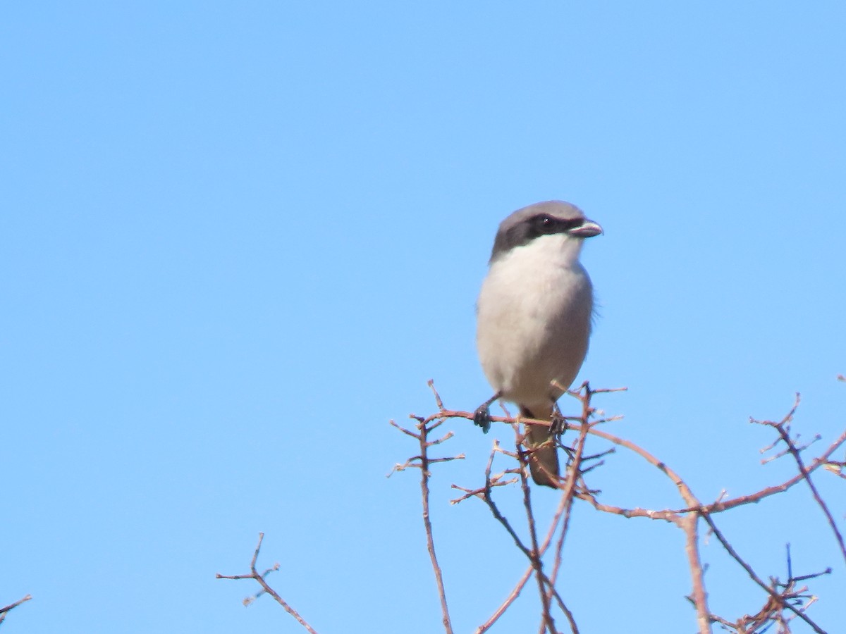 Loggerhead Shrike - ML646754898