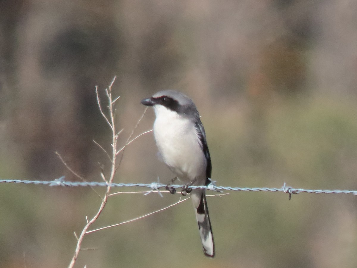 Loggerhead Shrike - ML646754899