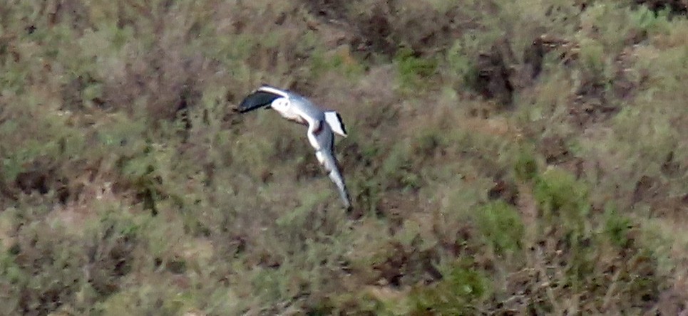 Bonaparte's Gull - ML646754900