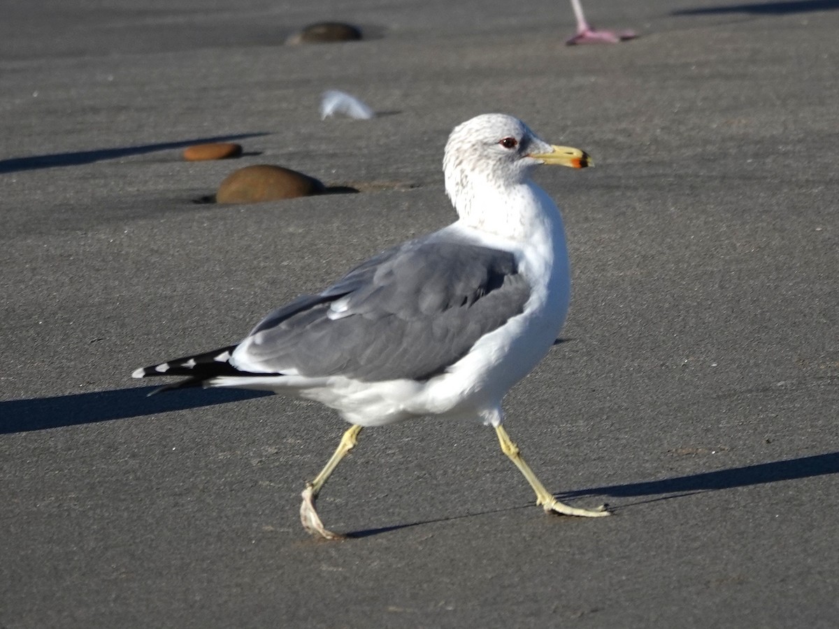 Goéland de Californie - ML646754902