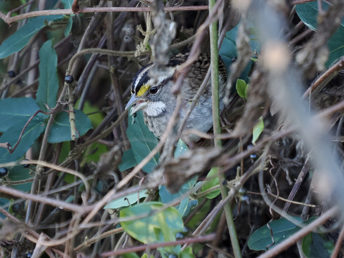 White-throated Sparrow - ML646754903