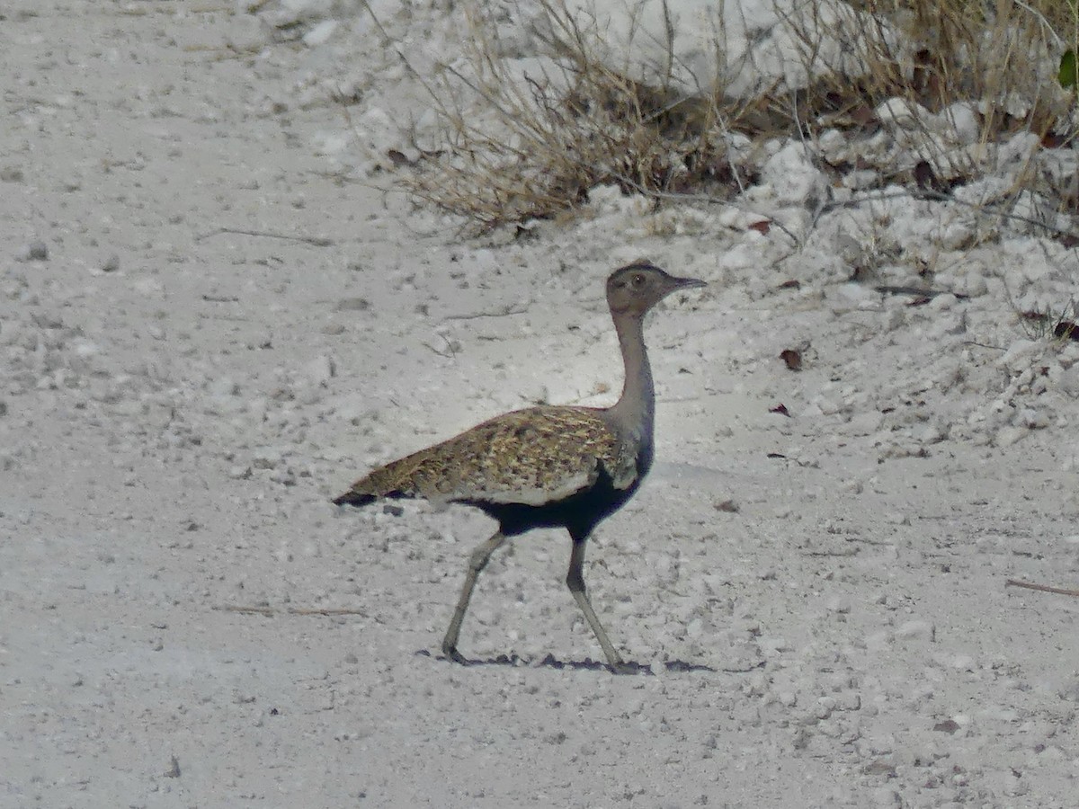 Red-crested Bustard - ML646754905