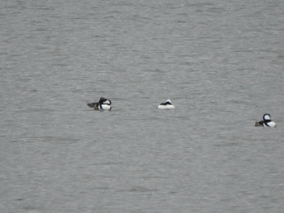 Bufflehead - ML646754906