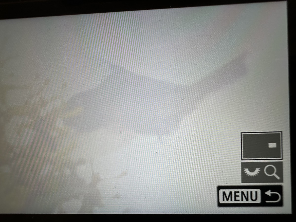 Érione d'Aline - ML646754907