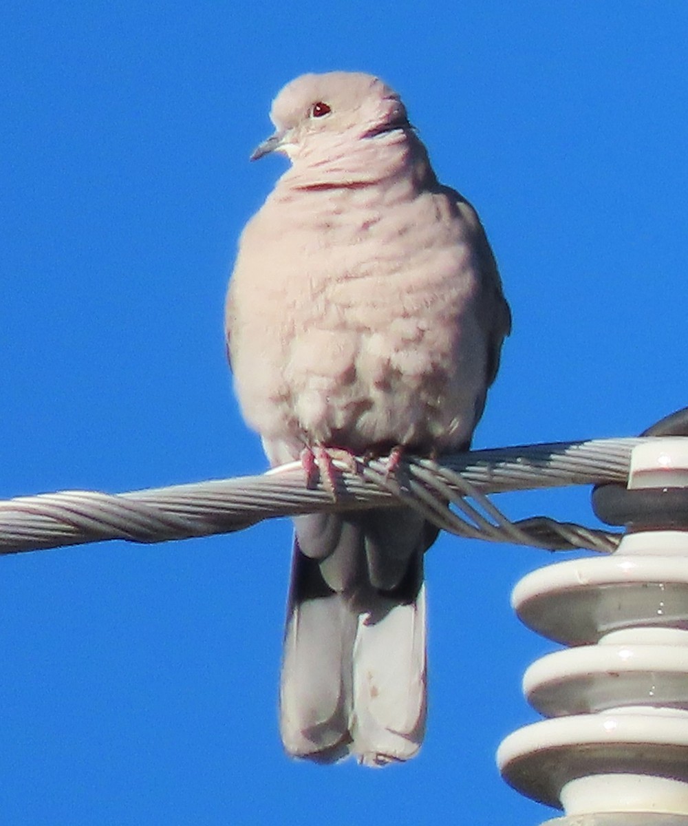Eurasian Collared-Dove - ML646754908