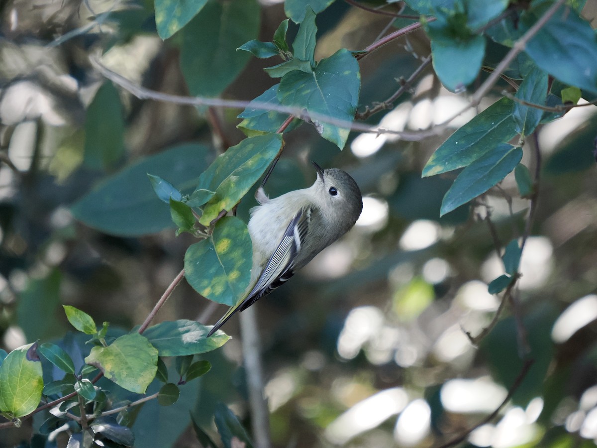 Ruby-crowned Kinglet - ML646754909