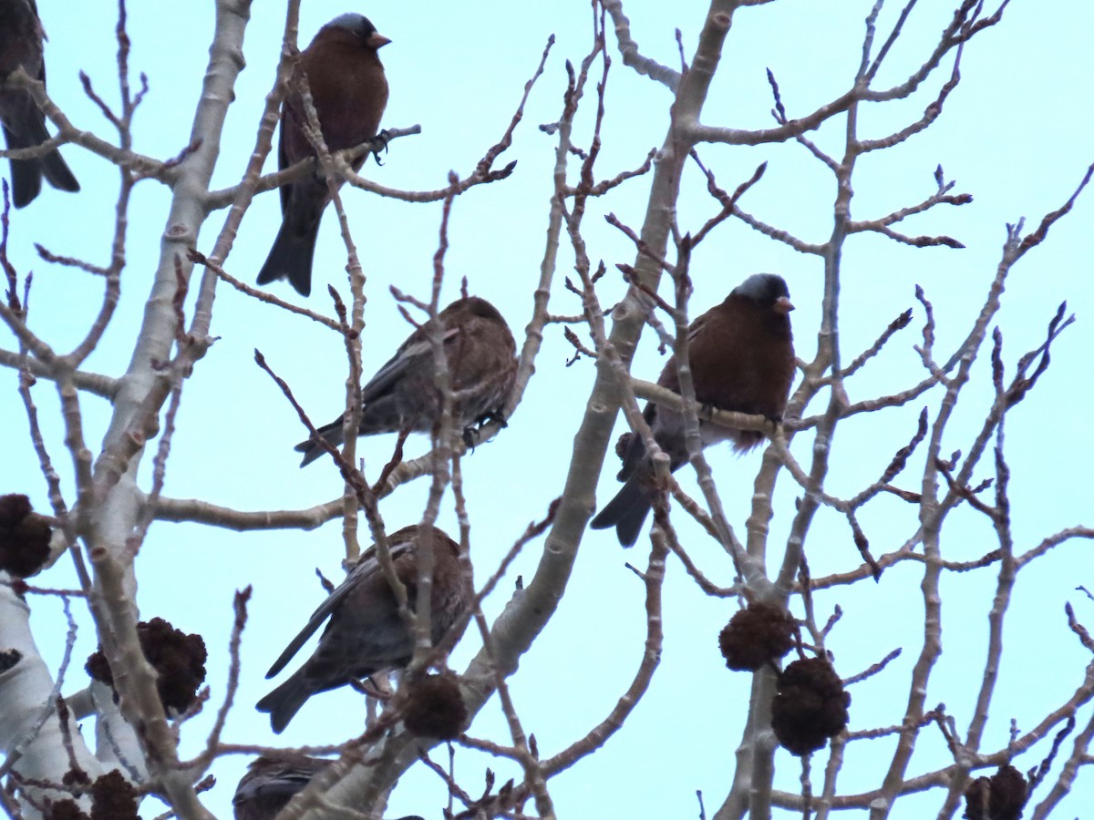 Gray-crowned Rosy-Finch (Gray-crowned) - ML646754911