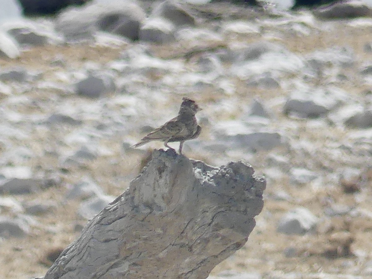 Chestnut-backed Sparrow-Lark - ML646754912