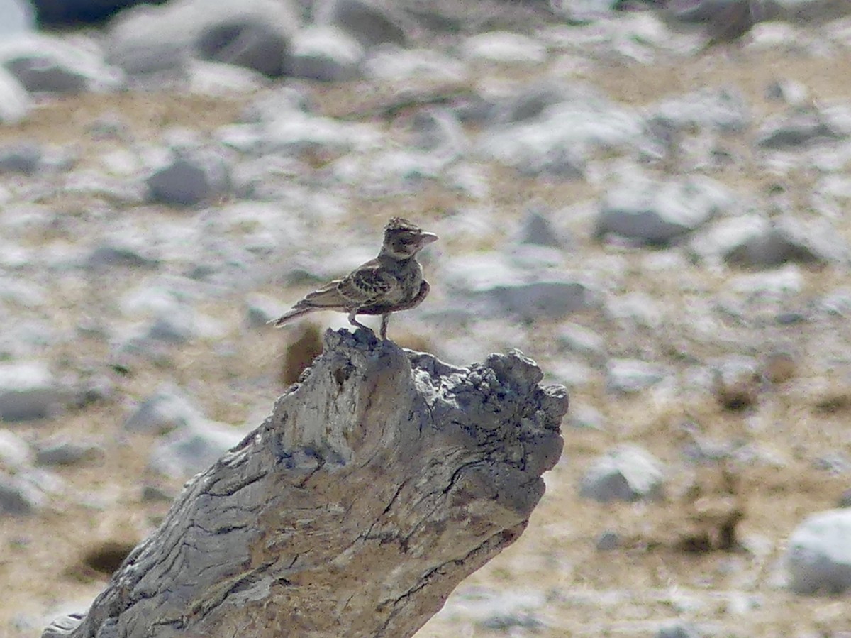 Chestnut-backed Sparrow-Lark - ML646754913