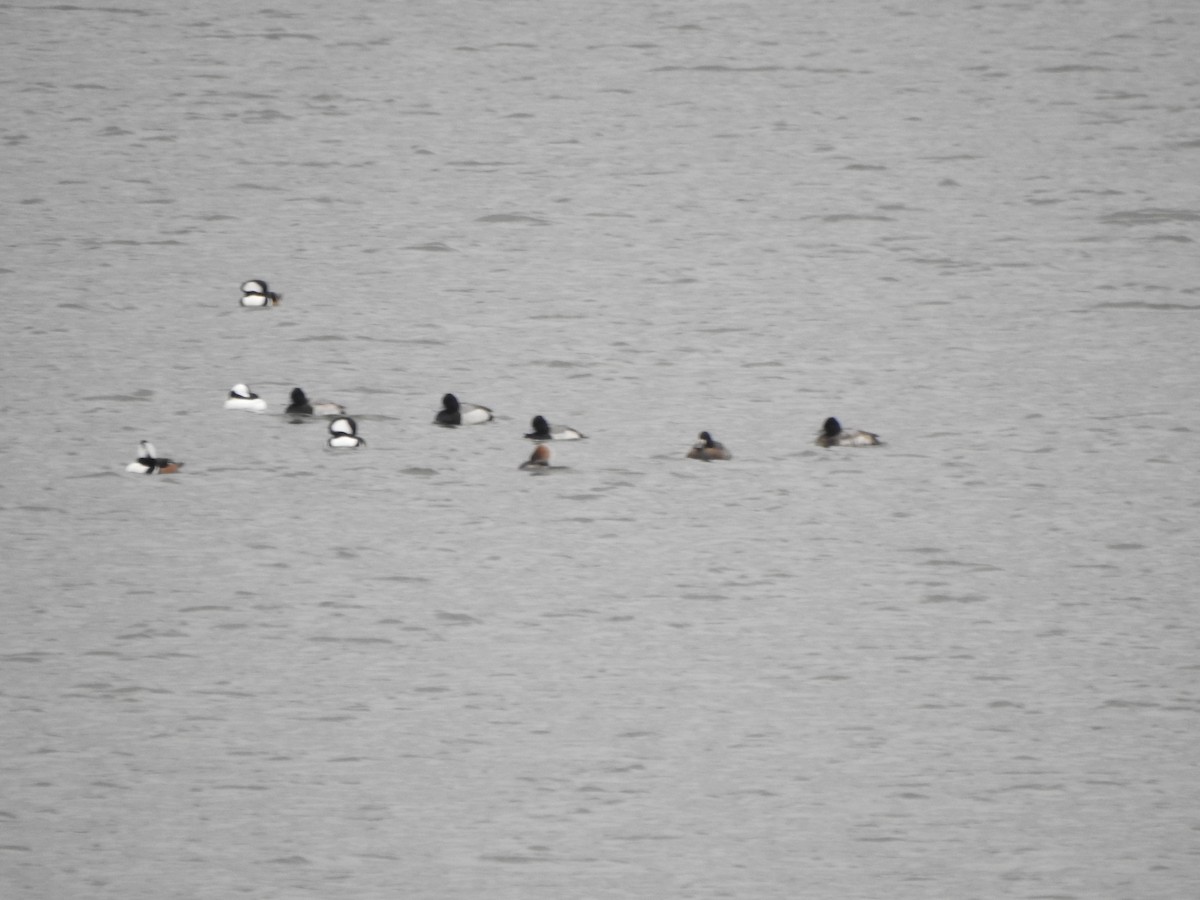 Lesser Scaup - ML646754914