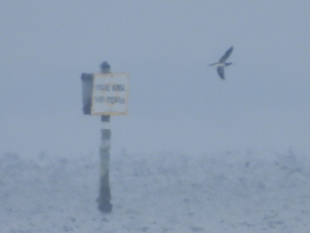 Brown Booby - ML646754915