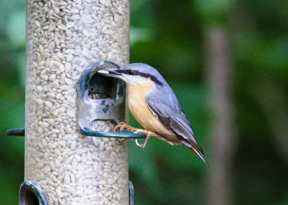 Garrapo eurasiarra - ML646754917