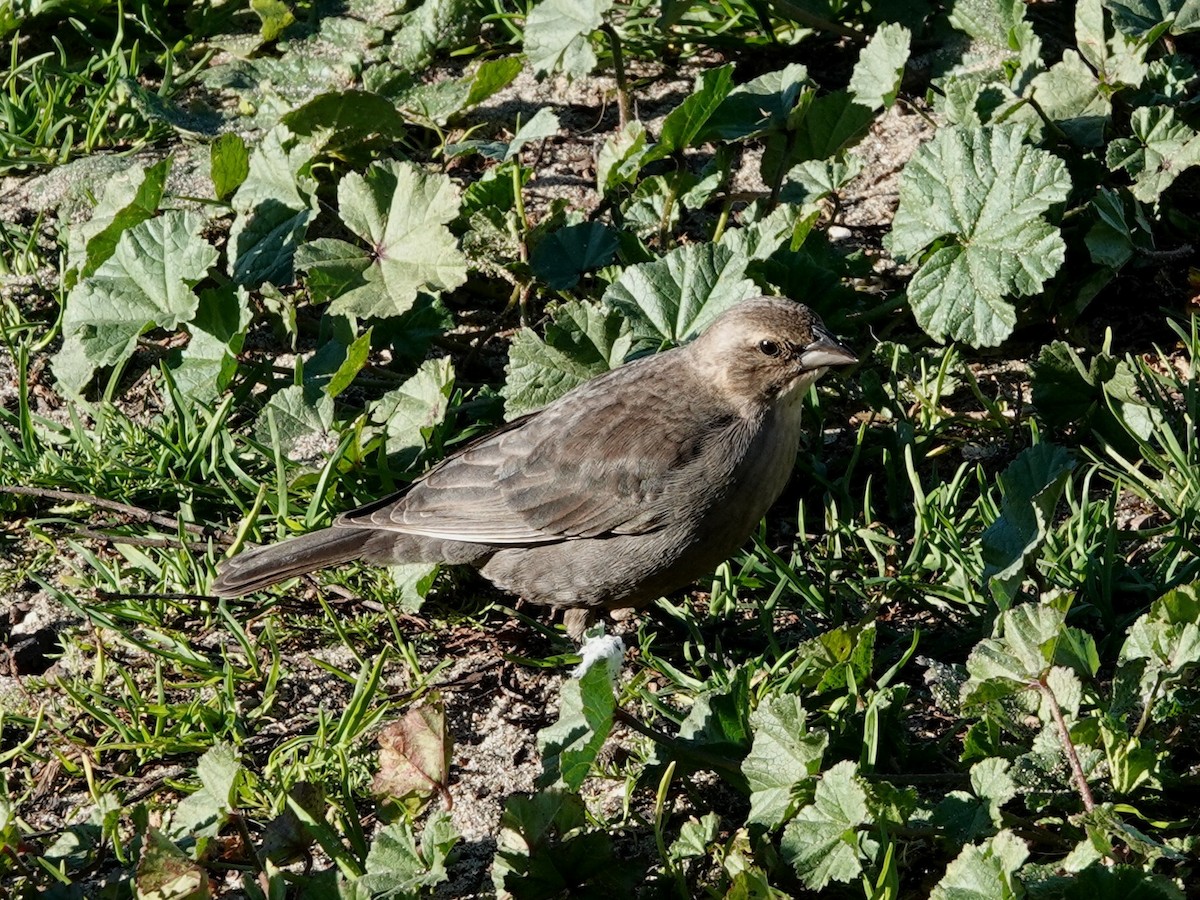 Brown-headed Cowbird - ML646754919