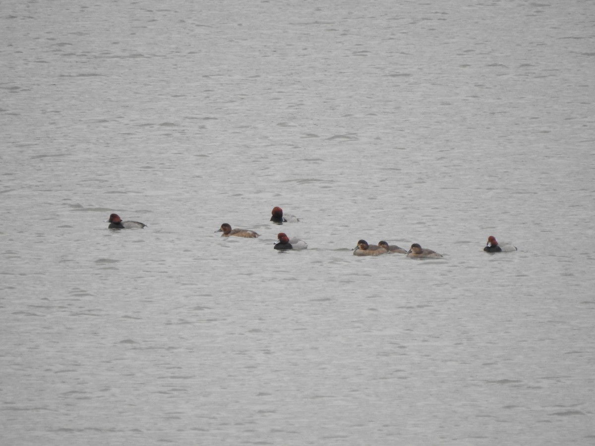 Redhead - ML646754920