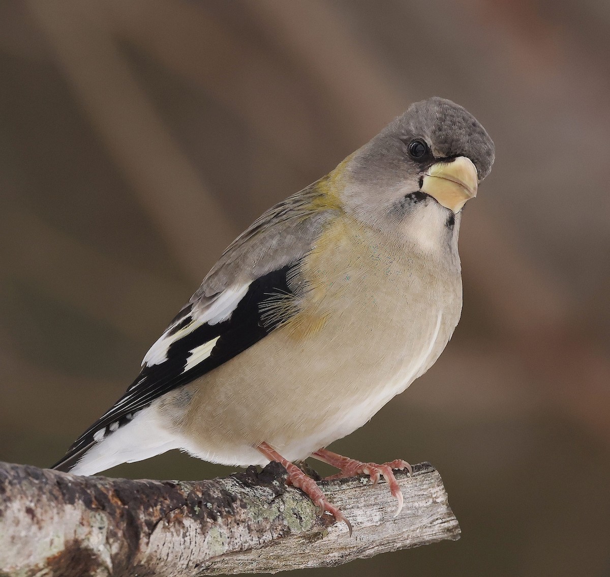 Evening Grosbeak - ML646754921