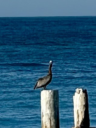 Brown Pelican - ML646754923