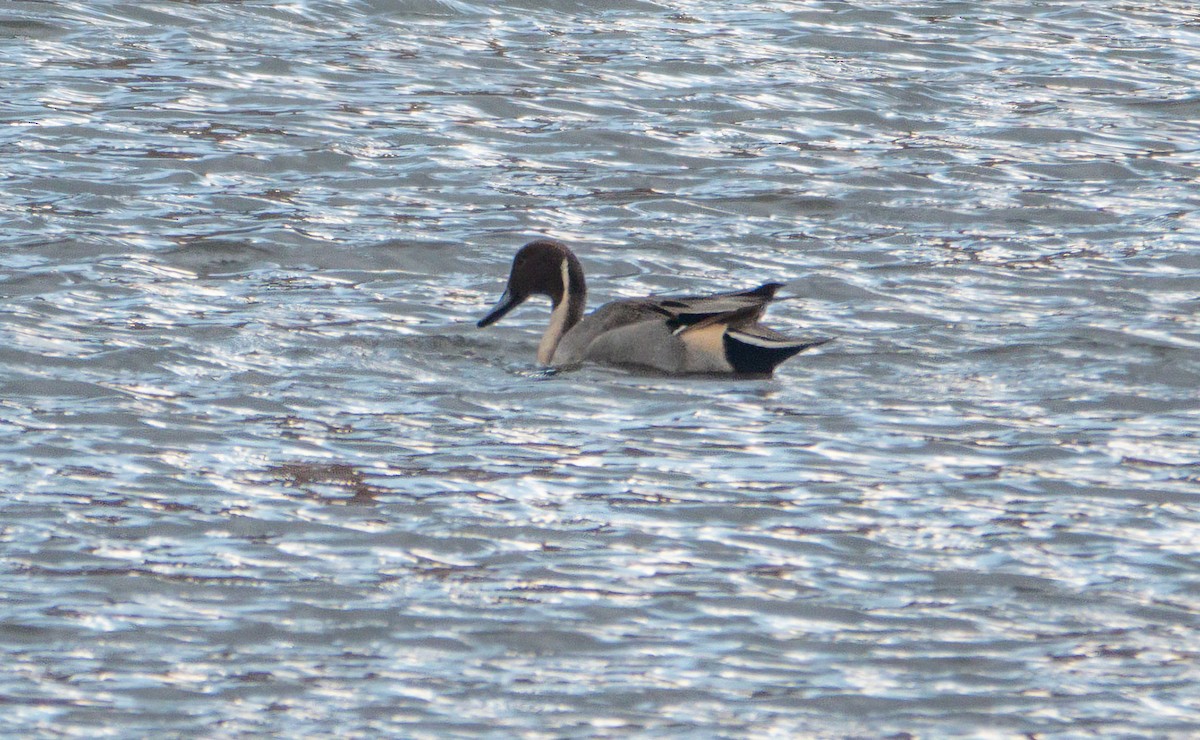 Northern Pintail - ML646754924