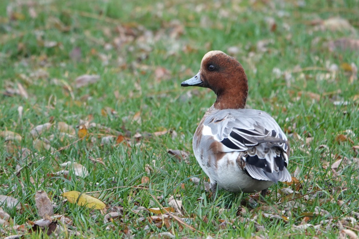 Silbón Europeo - ML646754925