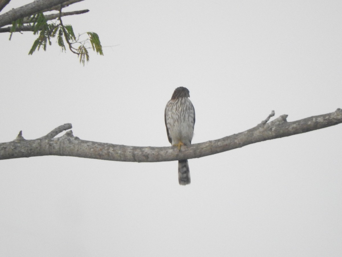 クーパーハイタカ - ML646754927