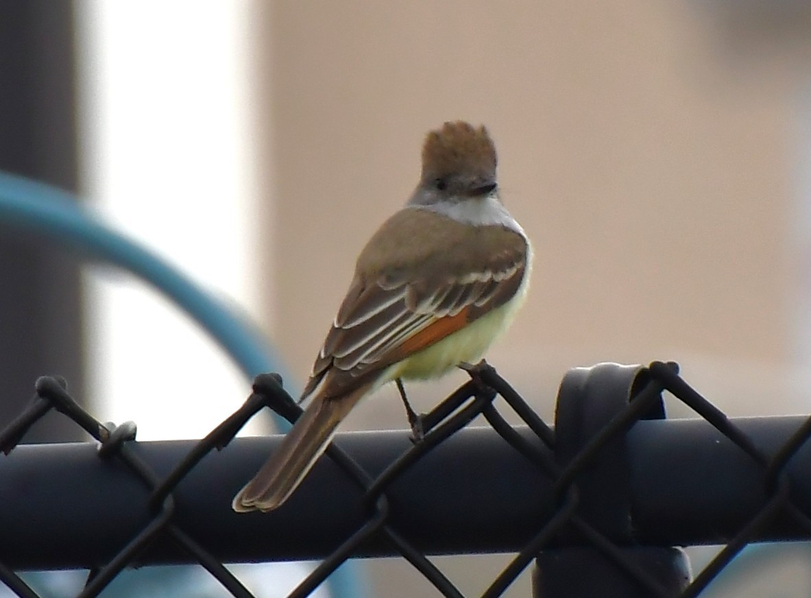 Копетон світлочеревий - ML646754928