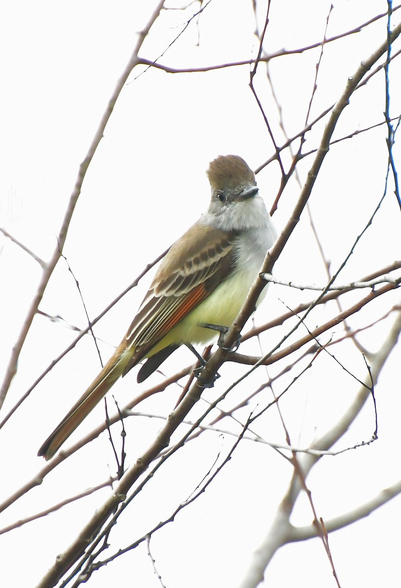 Копетон світлочеревий - ML646754929