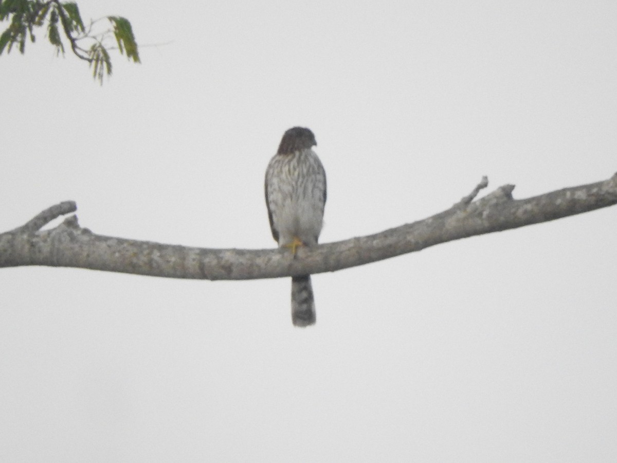 クーパーハイタカ - ML646754930