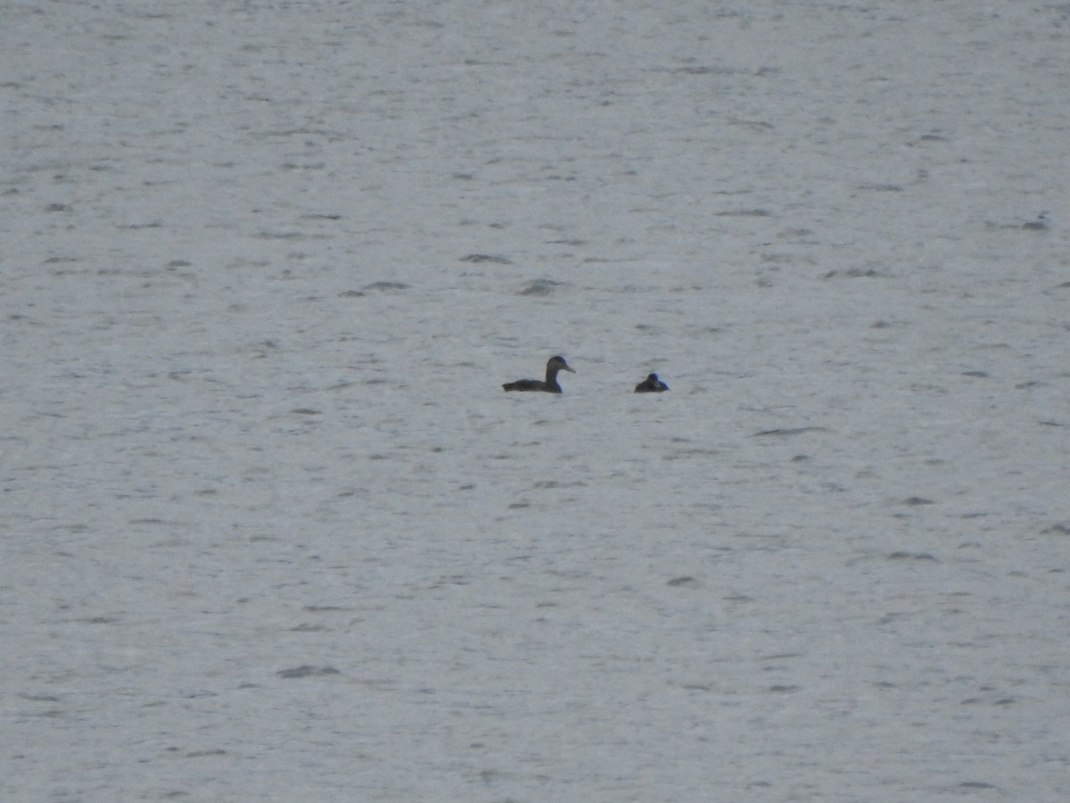 American Black Duck - ML646754931