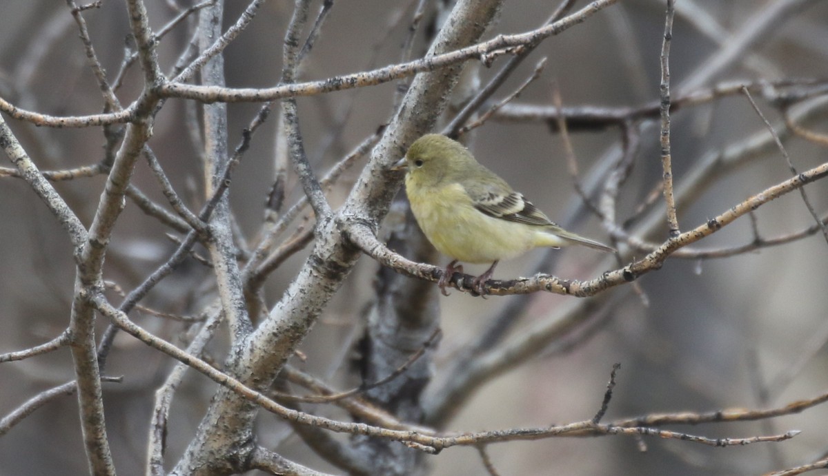 Мексиканский чиж - ML646754932