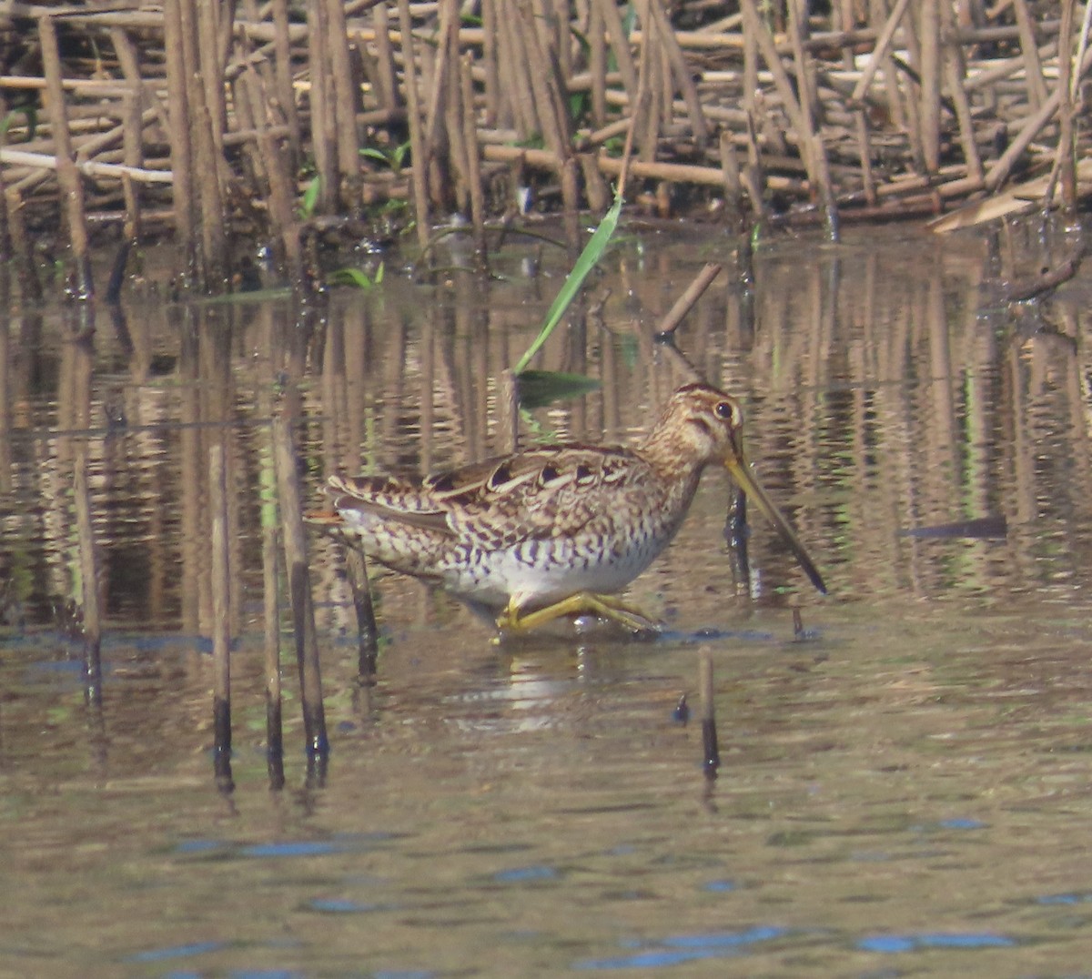 Latham's Snipe - ML646754936