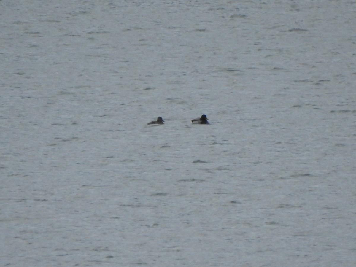 Mallard - ML646754937