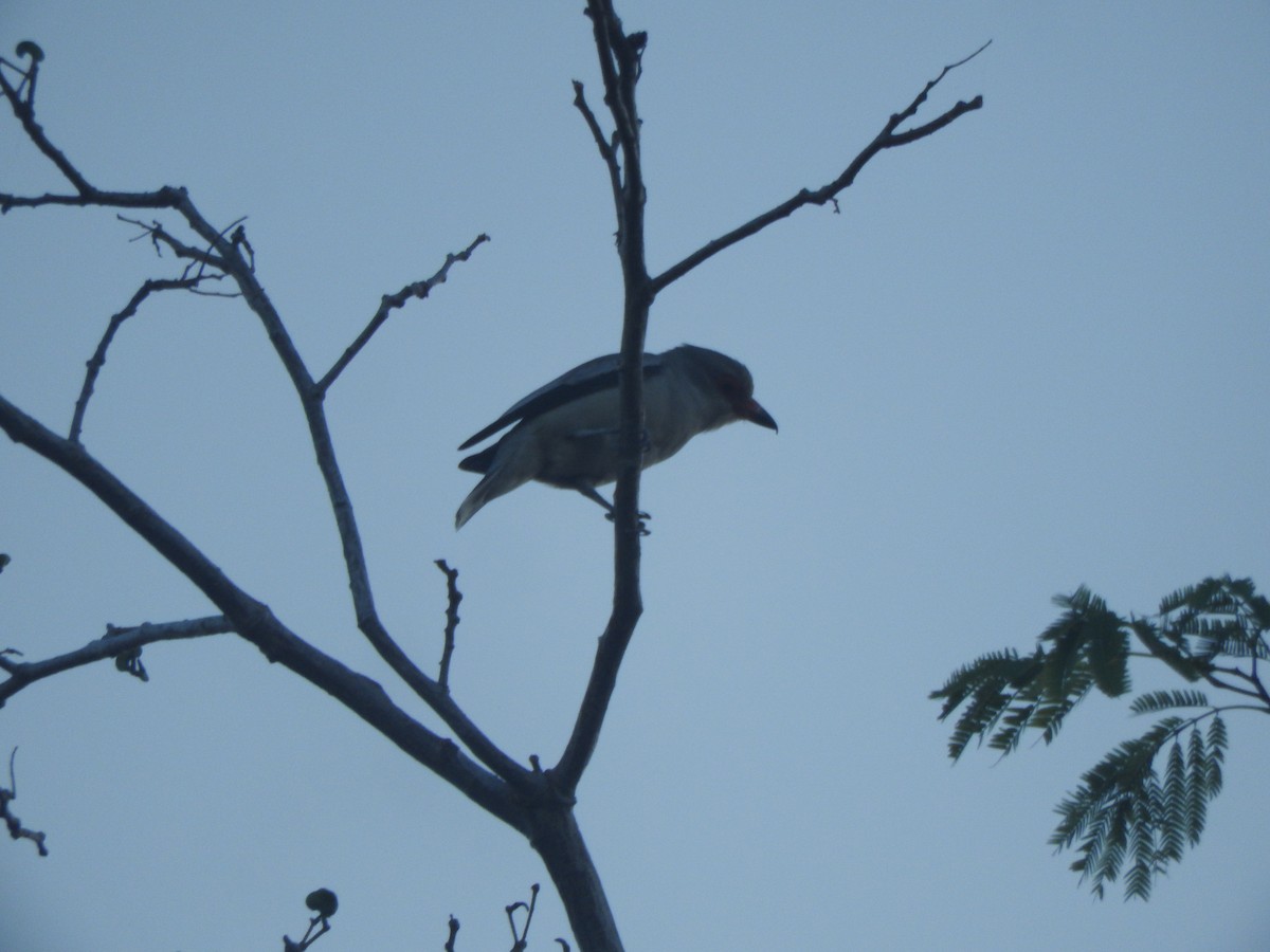 サカツラハグロドリ - ML646754938