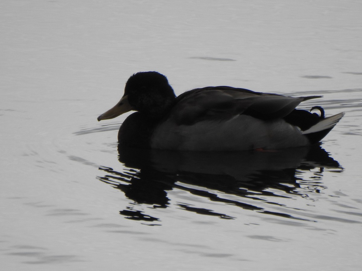 Mallard - ML646754939