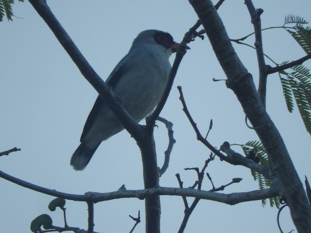 サカツラハグロドリ - ML646754940