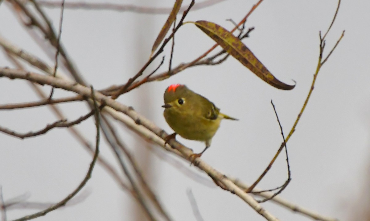 Золотомушка рубіновочуба - ML646754941