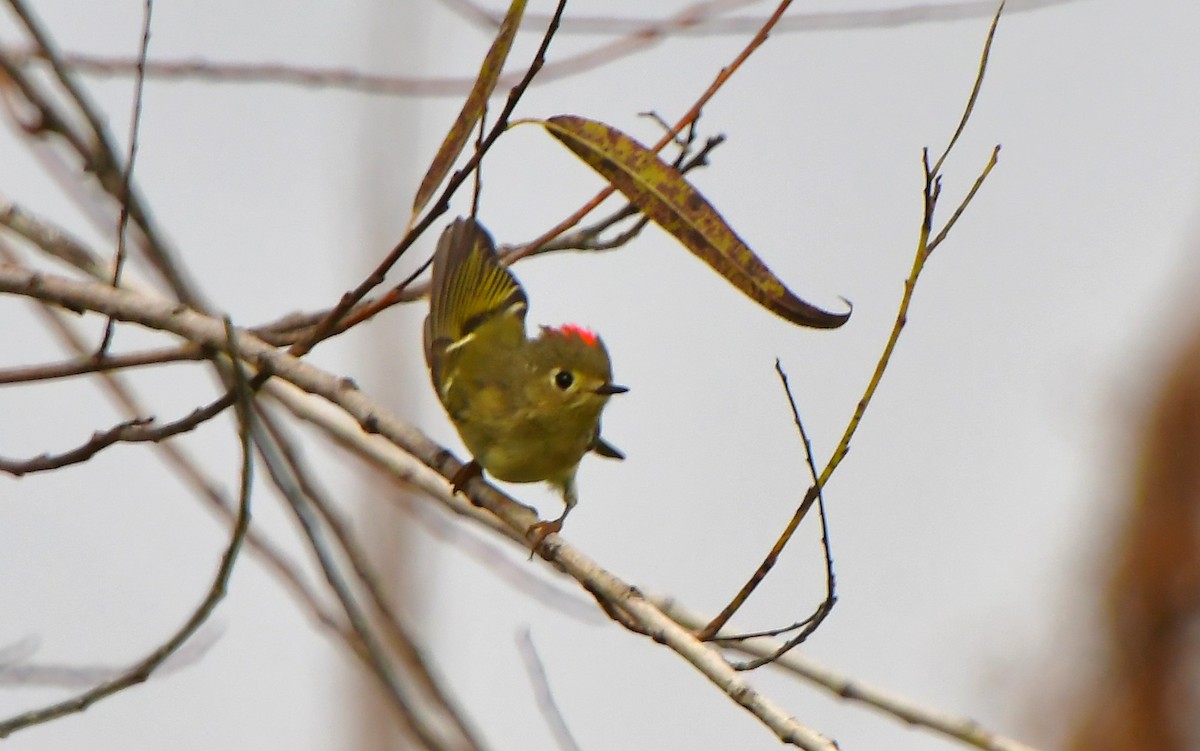 Золотомушка рубіновочуба - ML646754942