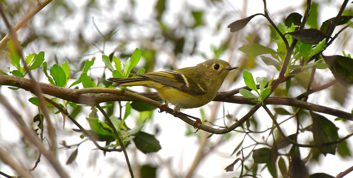 Золотомушка рубіновочуба - ML646754943