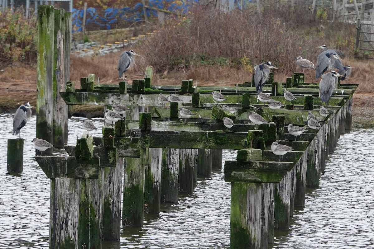 Garza Azulada - ML646754944