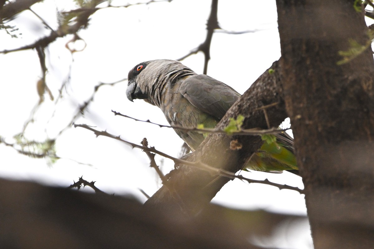 papoušek oranžovoprsý - ML646754949