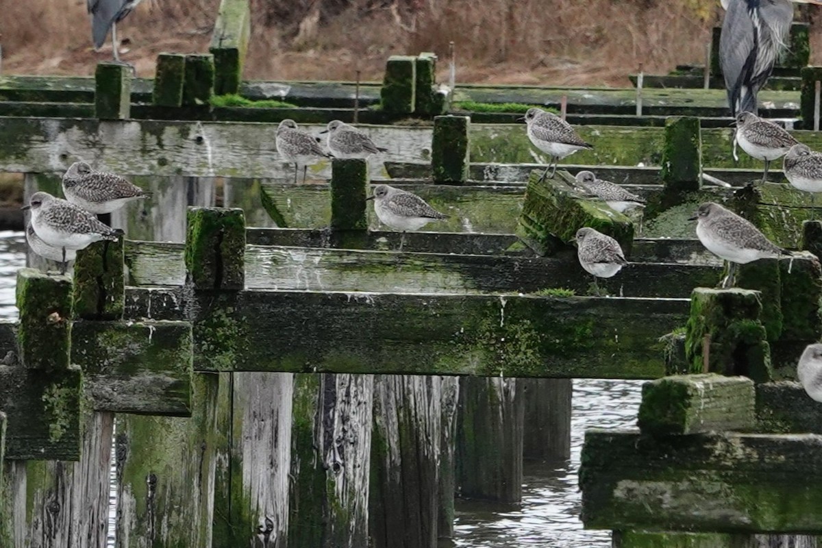Chorlito Gris - ML646754950